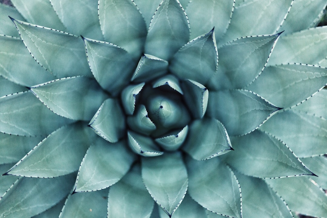 photo 1459664018906 085c36f472afcropentropycstinysrgbfitmaxfmjpgixidM3wxNDA1NTd8MHwxfHNlYXJjaHw1fHxncmVlbiUyMHdhbGwlMjBwbGFudHN8ZW58MXwwfHx8MTc0MzkyNjAwMnwwixlibrb 4.0.3q80w1080 photo 1459664018906 085c36f472afcropentropycstinysrgbfitmaxfmjpgixidM3wxNDA1NTd8MHwxfHNlYXJjaHw1fHxncmVlbiUyMHdhbGwlMjBwbGFudHN8ZW58MXwwfHx8MTc0MzkyNjAwMnwwixlibrb 4.0.3q80w1080